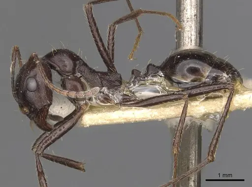 Messor denticornis - CASENT0907749