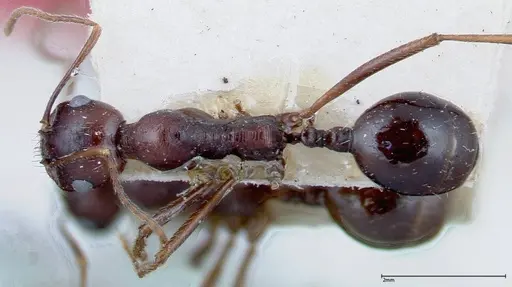 Messor denticornis - FOCOL0210-1