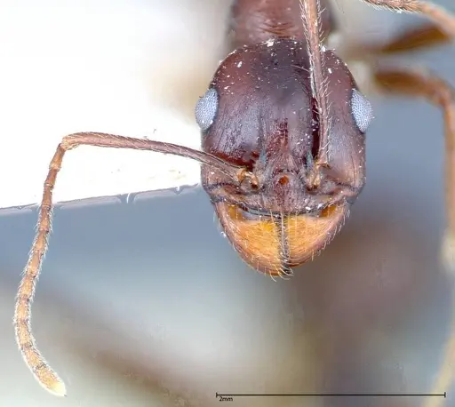 Messor denticornis - FOCOL0210-1