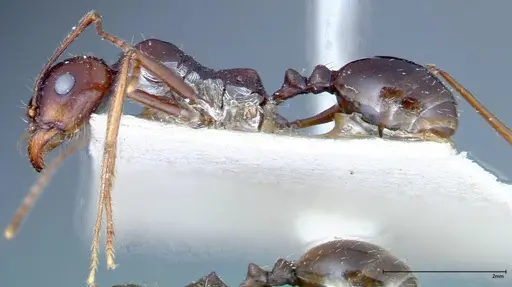 Messor denticornis - FOCOL0210-1