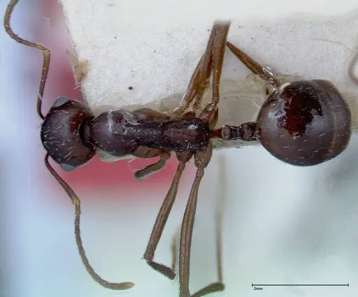 Messor denticornis - FOCOL0210-2