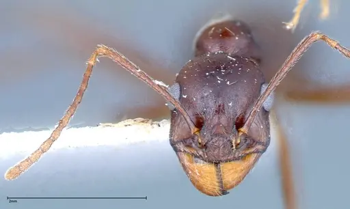 Messor denticornis - FOCOL0210-2