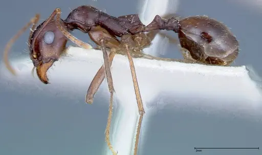 Messor denticornis - FOCOL0210-2