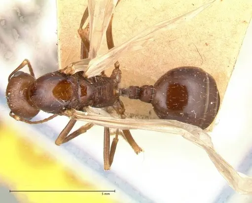 Messor denticornis - FOCOL0632