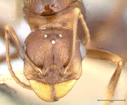 Messor denticornis - FOCOL0632