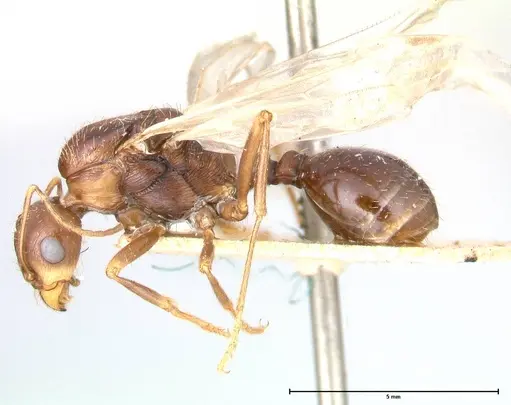 Messor denticornis - FOCOL0632