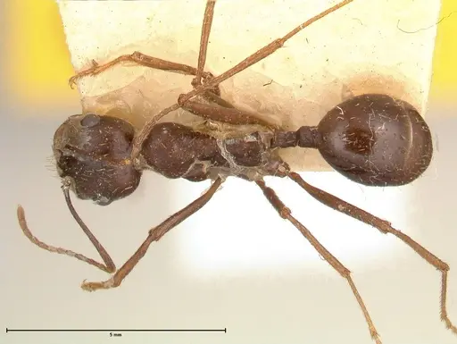 Messor denticornis - FOCOL0633-1