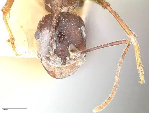 Messor denticornis - FOCOL0633-1