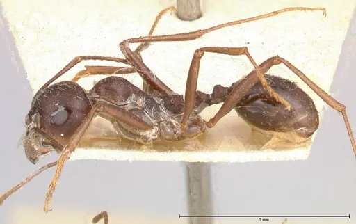 Messor denticornis - FOCOL0633-1