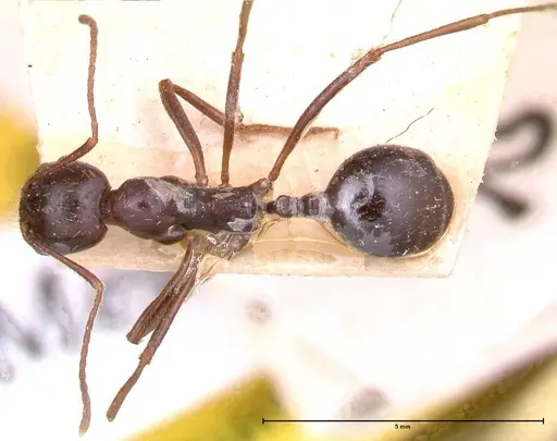 Messor denticornis - FOCOL0633-2