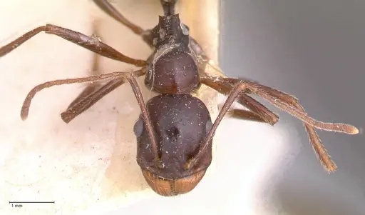 Messor denticornis - FOCOL0633-2