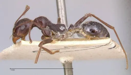 Messor denticornis - FOCOL0633-2