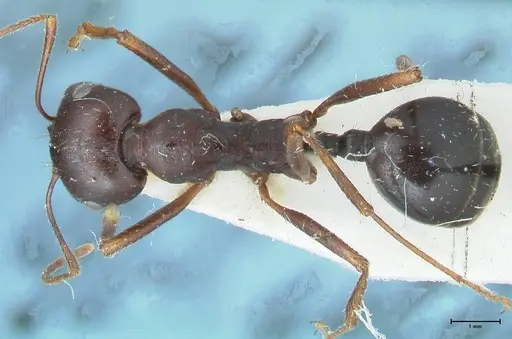 Messor denticornis - FOCOL1271