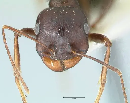 Messor denticornis - FOCOL1271