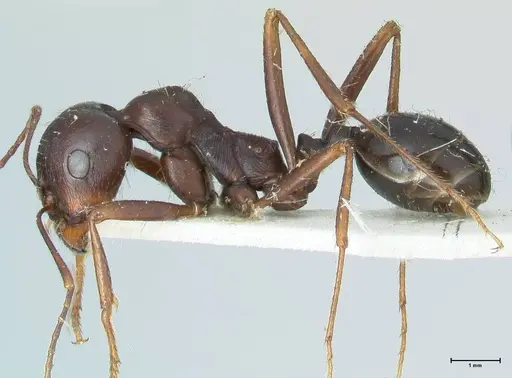 Messor denticornis - FOCOL1271