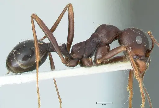 Messor denticornis - FOCOL1271