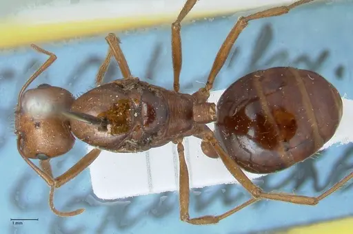 Messor denticornis - FOCOL1272