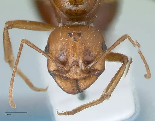 Messor denticornis - FOCOL1272