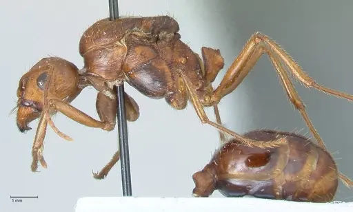 Messor denticornis - FOCOL1272