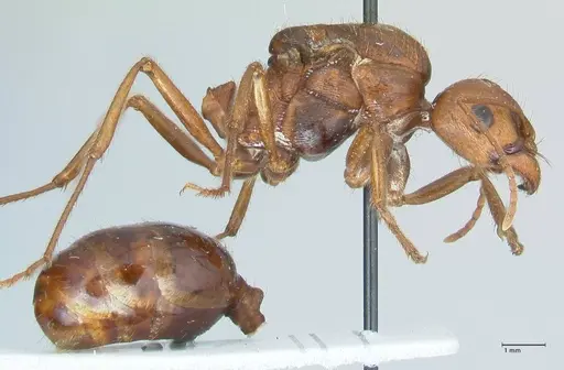 Messor denticornis - FOCOL1272