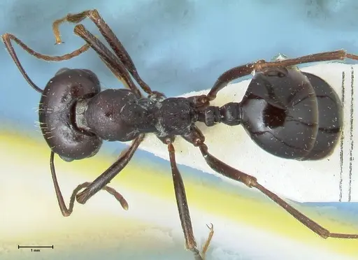 Messor denticornis - FOCOL1273