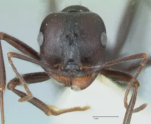 Messor denticornis - FOCOL1273