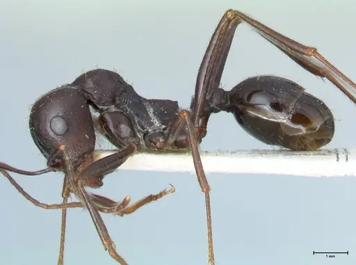 Messor denticornis - FOCOL1273