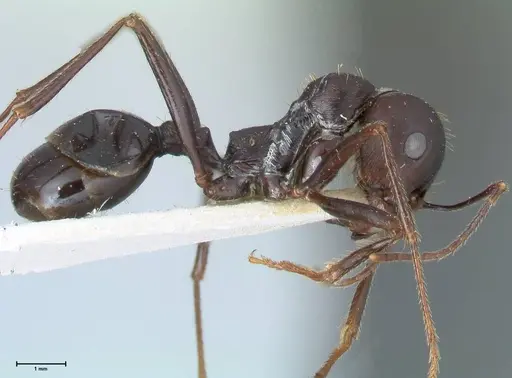 Messor denticornis - FOCOL1273