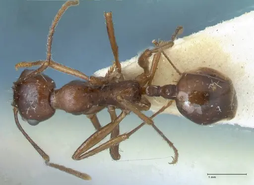 Messor denticornis - FOCOL1274