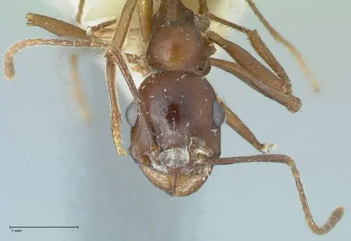 Messor denticornis - FOCOL1274