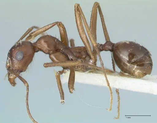 Messor denticornis - FOCOL1274