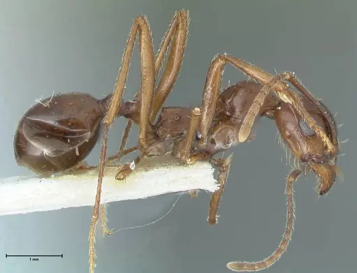 Messor denticornis - FOCOL1274