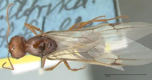 Messor denticornis - FOCOL1275