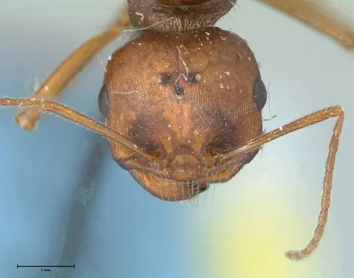 Messor denticornis - FOCOL1275