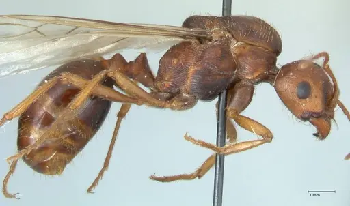 Messor denticornis - FOCOL1275