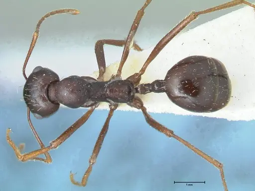 Messor denticornis - FOCOL1276