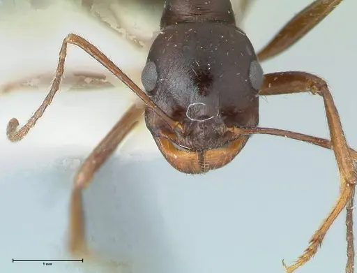 Messor denticornis - FOCOL1276