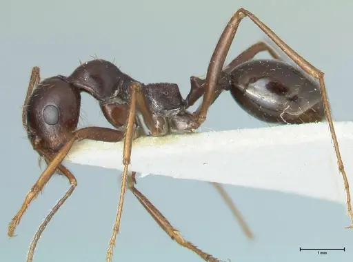 Messor denticornis - FOCOL1276