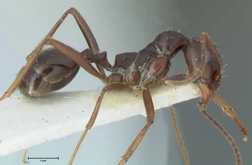 Messor denticornis - FOCOL1276