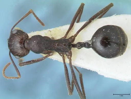 Messor denticornis - FOCOL1277