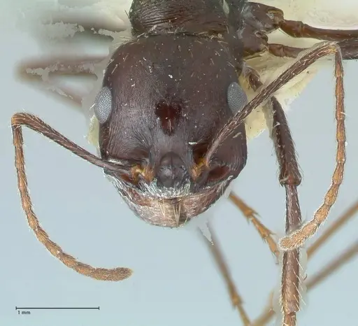 Messor denticornis - FOCOL1277