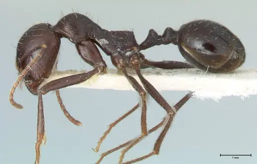 Messor denticornis - FOCOL1277