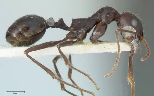 Messor denticornis - FOCOL1277