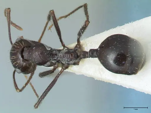 Messor denticornis - FOCOL1278