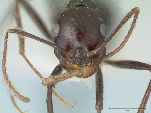 Messor denticornis - FOCOL1278