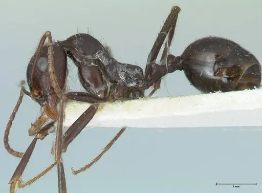 Messor denticornis - FOCOL1278