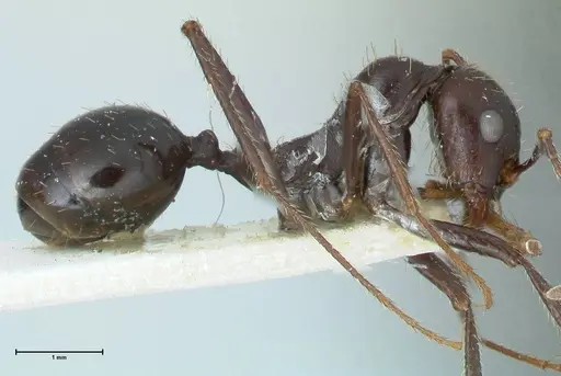 Messor denticornis - FOCOL1278