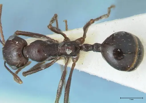 Messor denticornis - FOCOL1279