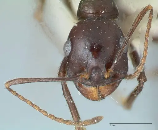 Messor denticornis - FOCOL1279