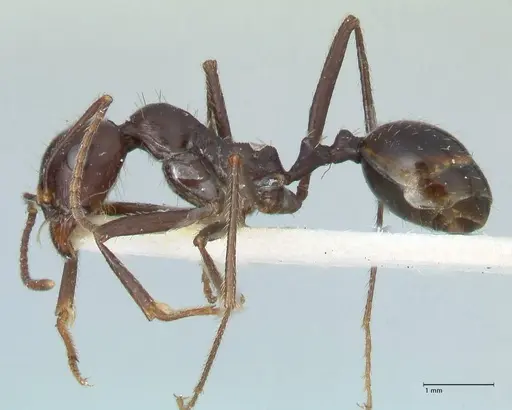 Messor denticornis - FOCOL1279